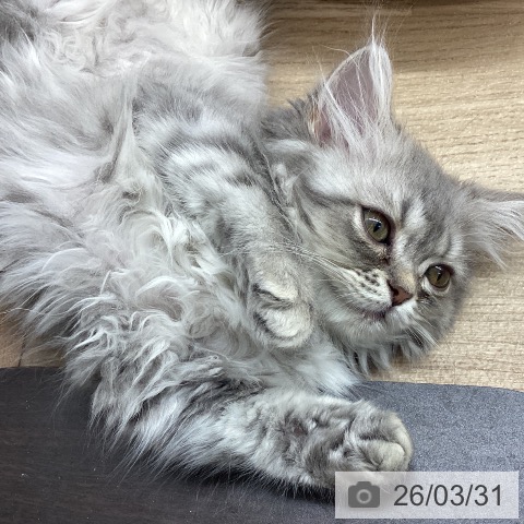 宮城県のミヌエット (ペットプラス 名取店/2026年1月18日生まれ/男の子/ブルータビー)の子猫の3枚目の画像