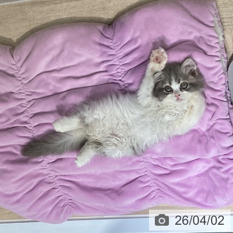 神奈川県のミヌエット (ペットプラス 天王町店/2026年1月18日生まれ/男の子/ブルータビーホワイト)の子猫の4枚目の画像