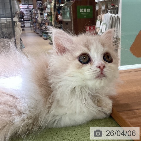 神奈川県のミヌエット (ペットプラス 新百合丘店/2026年1月18日生まれ/男の子/クリームタビーホワイト)の子猫の4枚目の画像