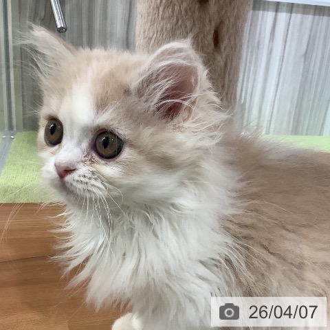 神奈川県のミヌエット (ペットプラス 新百合丘店/2026年1月18日生まれ/男の子/クリームタビーホワイト)の子猫の3枚目の画像