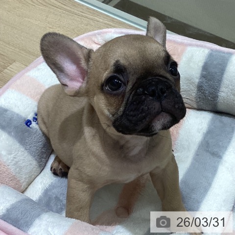 宮城県のフレンチブルドッグ (ペットプラス 名取店/2026年1月21日生まれ/男の子/フォーン)の子犬の4枚目の画像