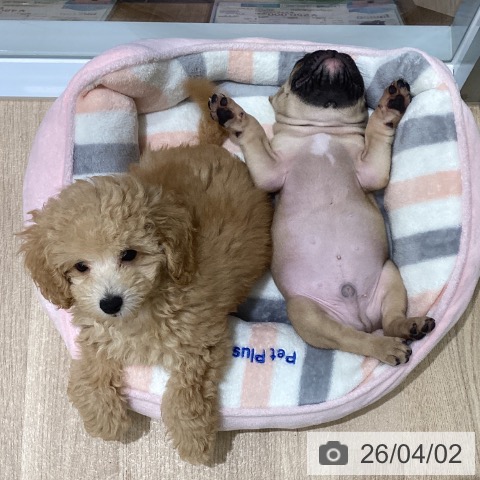 宮城県のフレンチブルドッグ (ペットプラス 名取店/2026年1月21日生まれ/男の子/フォーン)の子犬の4枚目の画像