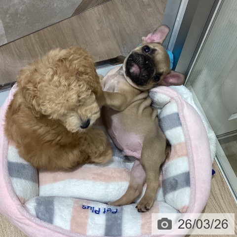 宮城県のフレンチブルドッグ (ペットプラス 名取店/2026年1月21日生まれ/男の子/フォーン)の子犬の3枚目の画像