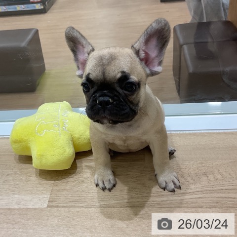 フレンチ・ブルドッグの写真