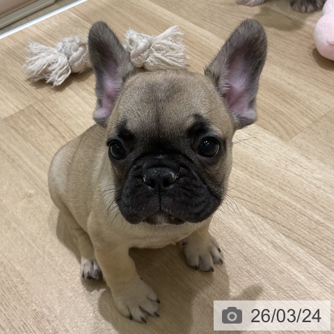 フレンチ・ブルドッグの写真
