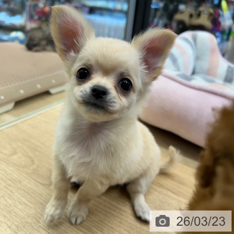 チワワの写真