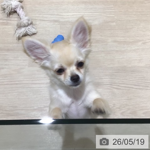 チワワの写真