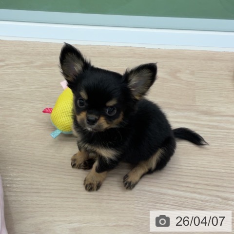 埼玉県のチワワ(ロング) (ペットプラス 上尾店/2026年1月22日生まれ/男の子/ブラックタンホワイト)の子犬の3枚目の画像