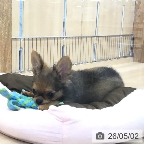 東京都のチワワ(ロング) (ペッツワン 南砂町SUNAMO店/2026年1月22日生まれ/女の子/フォーン)の子犬の4枚目の画像