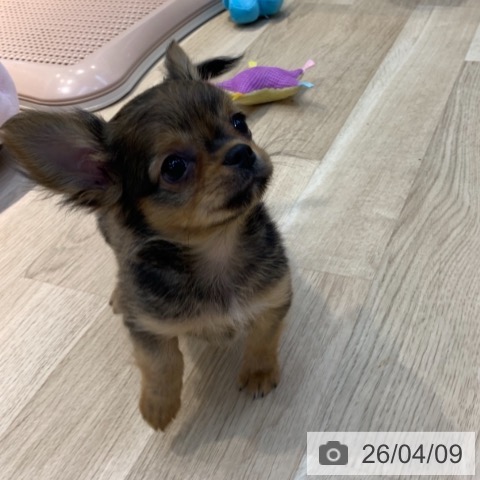 東京都のチワワ(ロング) (ペットプラス アクアシティお台場店/2026年1月22日生まれ/女の子/フォーン)の子犬の3枚目の画像