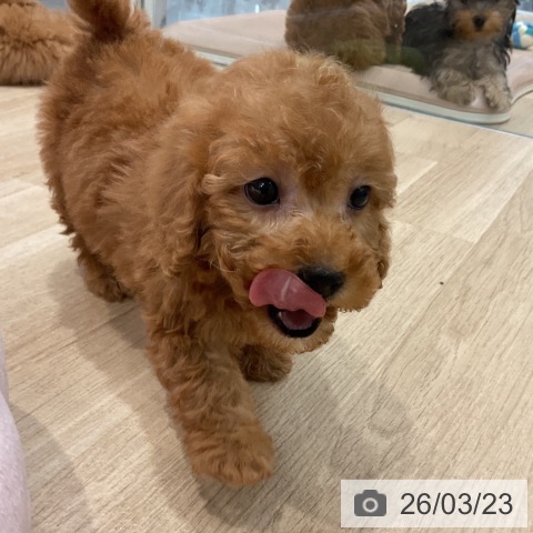 トイ・プードルの写真