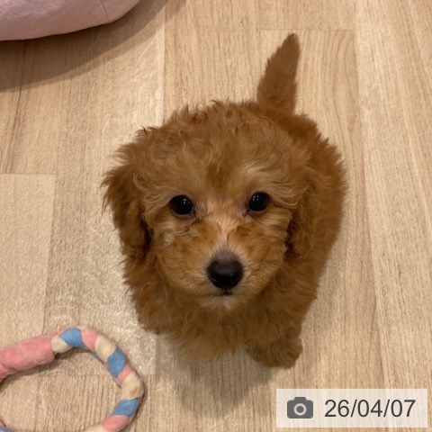 群馬県のトイプードル(トイ) (ペットプラス イオンモール太田店/2026年1月21日生まれ/男の子/レッド)の子犬の3枚目の画像