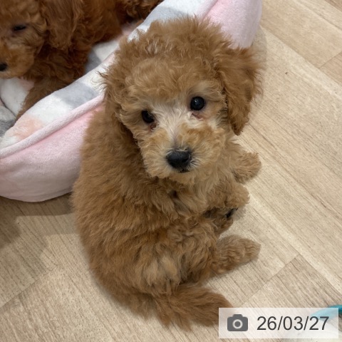 群馬県のトイプードル(トイ) (ペットプラス イオンモール太田店/2026年1月22日生まれ/男の子/アプリコット)の子犬の3枚目の画像