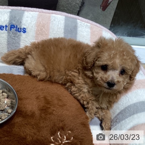 トイ・プードルの写真