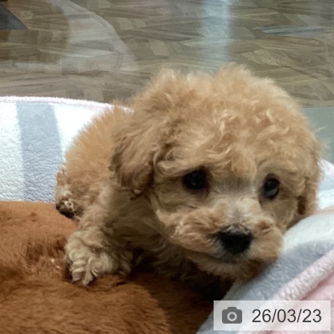 トイ・プードルの写真