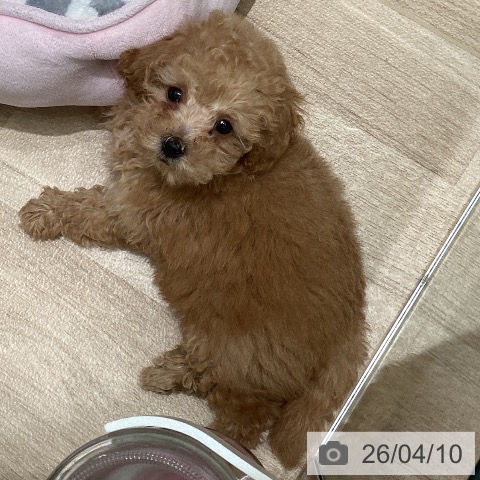 東京都のトイプードル(トイ) (ペットプラス 立川高島屋S.C.店/2026年1月22日生まれ/男の子/アプリコット)の子犬の4枚目の画像