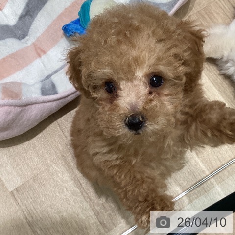 東京都のトイプードル(トイ) (ペットプラス 立川高島屋S.C.店/2026年1月22日生まれ/男の子/アプリコット)の子犬の3枚目の画像