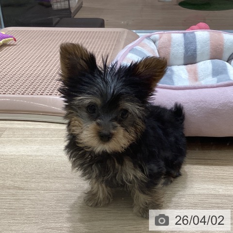 宮城県のヨークシャーテリア (ペットプラス 名取店/2026年1月22日生まれ/男の子/スチールブルータン)の子犬の3枚目の画像