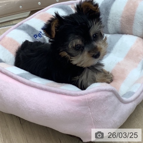 ヨークシャー・テリアの写真