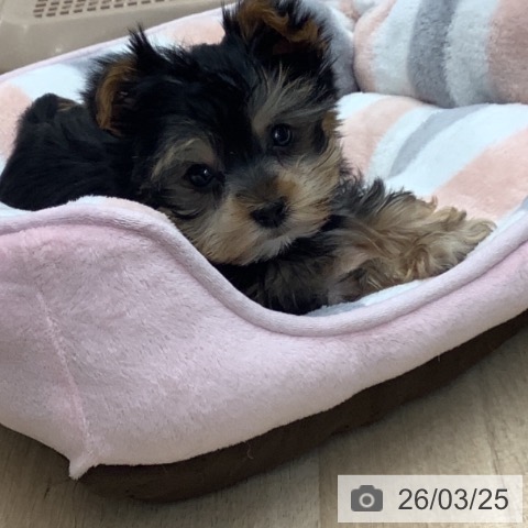 ヨークシャー・テリアの写真