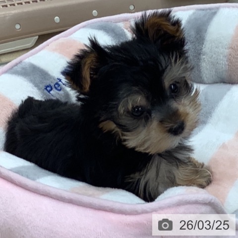 ヨークシャー・テリアの写真