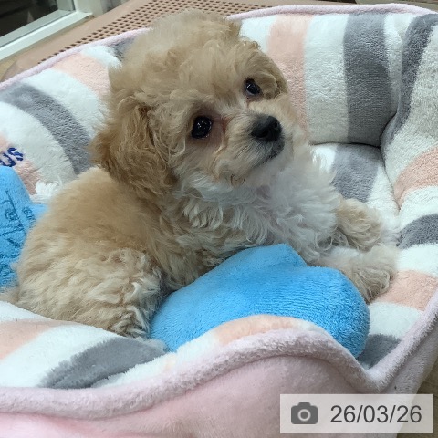 トイ・プードルの写真