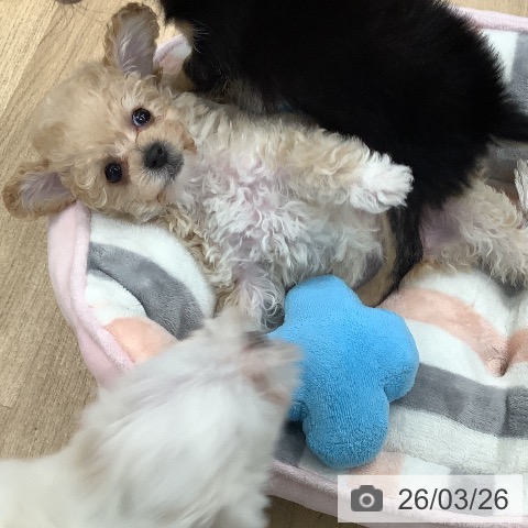 トイ・プードルの写真