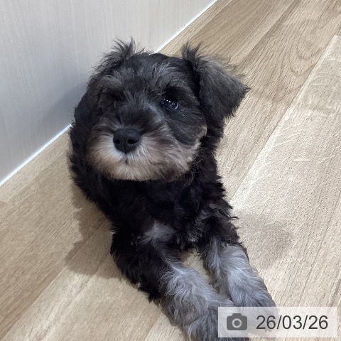 ミニチュア・シュナウザーの写真