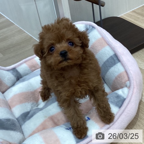 トイ・プードルの写真