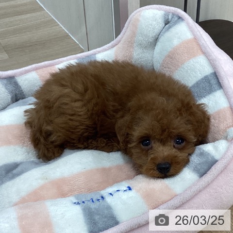 トイ・プードルの写真