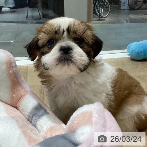 シー・ズーの写真