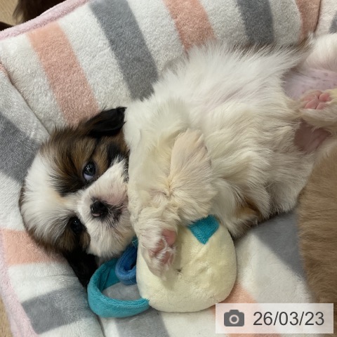 シー・ズーの写真