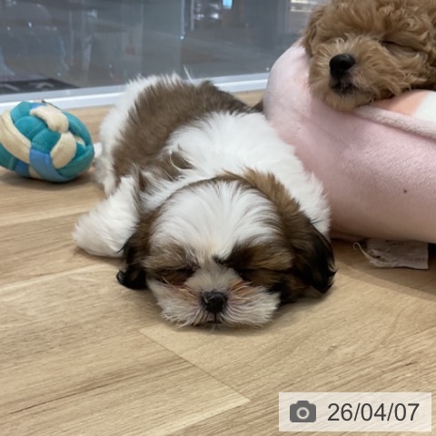 群馬県のシーズー (ペットプラス イオンモール太田店/2026年1月22日生まれ/女の子/ホワイトゴールド)の子犬の4枚目の画像