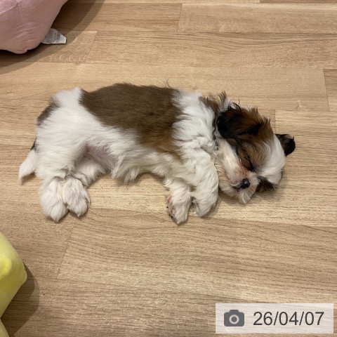 群馬県のシーズー (ペットプラス イオンモール太田店/2026年1月22日生まれ/女の子/ホワイトゴールド)の子犬の3枚目の画像