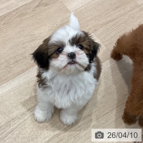 群馬県のシーズー (ペットプラス イオンモール太田店/2026年1月22日生まれ/女の子/ホワイトゴールド)の子犬の3枚目の画像