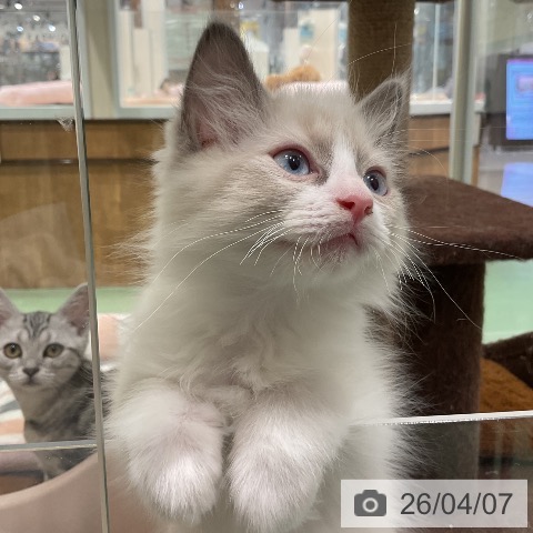 埼玉県のラグドール (ペットプラス 上尾店/2026年1月15日生まれ/男の子/ブルーポイントバイカラー)の子猫の4枚目の画像