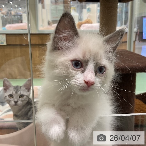 埼玉県のラグドール (ペットプラス 上尾店/2026年1月15日生まれ/男の子/ブルーポイントバイカラー)の子猫の3枚目の画像