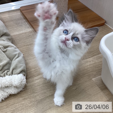 ラグドールの写真