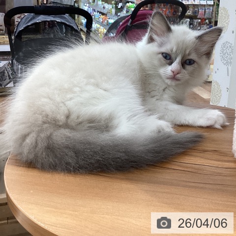 ラグドールの写真