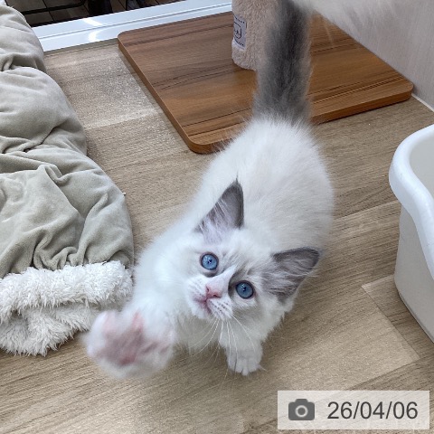 ラグドールの写真