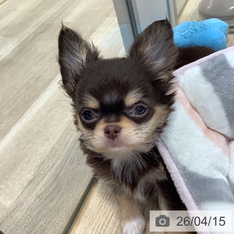 東京都のチワワ(ロング) (ペットプラス 日の出店/2026年1月23日生まれ/男の子/チョコレートタン)の子犬の3枚目の画像