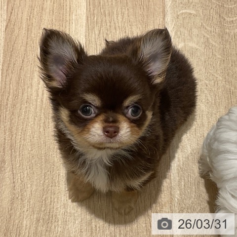 神奈川県のチワワ(ロング) (ペットプラス モザイクモール港北店/2026年1月23日生まれ/男の子/チョコレートタン)の子犬の4枚目の画像