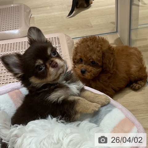 神奈川県のチワワ(ロング) (ペットプラス モザイクモール港北店/2026年1月23日生まれ/男の子/チョコレートタン)の子犬の3枚目の画像