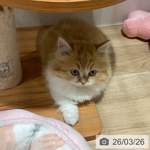 ミヌエットの写真