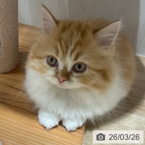 ミヌエットの写真