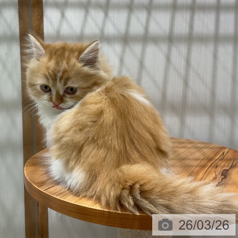 ミヌエットの写真