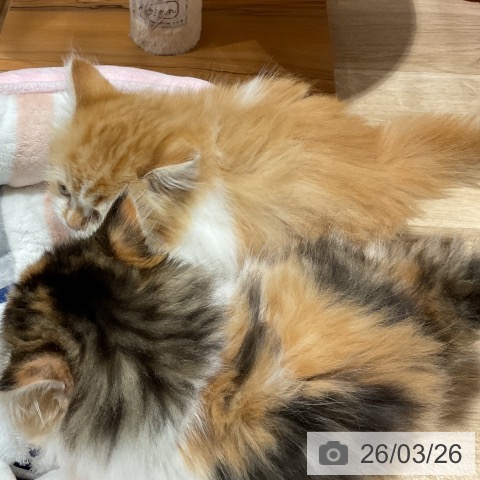 ミヌエットの写真