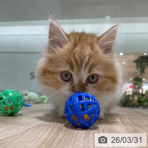 福岡県のミヌエット (ペットプラス 八幡東店/2026年1月19日生まれ/男の子/レッドタビーホワイト)の子猫の4枚目の画像