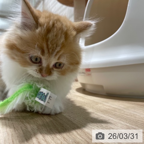 福岡県のミヌエット (ペットプラス 八幡東店/2026年1月19日生まれ/男の子/レッドタビーホワイト)の子猫の3枚目の画像
