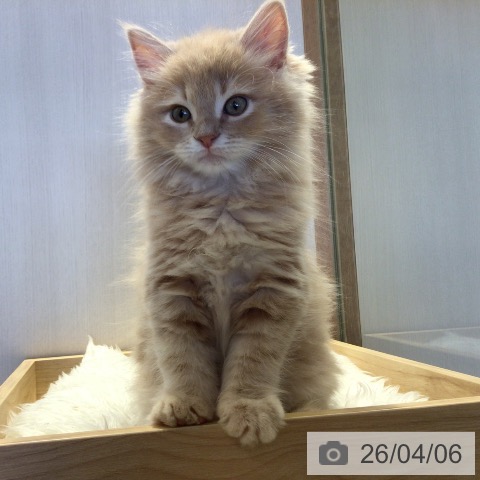 千葉県のサイベリアン (ペットプラス 幕張新都心店/2026年1月22日生まれ/男の子/クリームタビー)の子猫の3枚目の画像